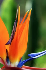 If you want to change the look of your. A Z List Of House Plants Common And Scientific Names