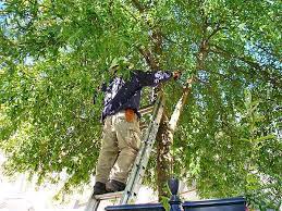 Professional Treecare Services In Illinois Are Available Tree Care Tree Specialist Tree Service