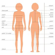 Body Measurements Size Chart Stock Vector Illustration Of