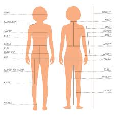 body measurements size chart stock vector illustration of