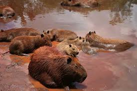 Jun 22, 2021 · un estudio con drones revela la gran amistad entre las orcas. Capibara El Roedor Vivo Mas Grande Del Mundo Educapeques