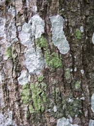 Image result for Cordia alliodora