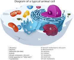 Printable animal cell diagram labeled unlabeled and blank. Animal Cell Diagram Label