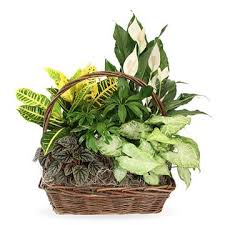 Obituary information for Thomas F. "Tommy" Roffey Sr.