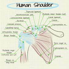 The rotator cuff andwhere the. How To Self Diagnose Your Shoulder Pain Breaking Muscle