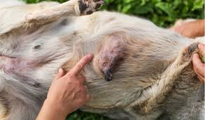 Spaying your dog, especially before their first heat cycle, will dramatically reduce their likelihood of. Mammary Cancer In Dogs Petcoach