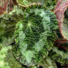 Image result for Begonia longipetiolata