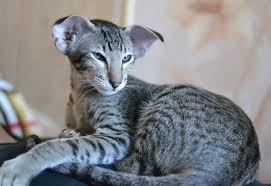 Oriental Shorthair Cats For Sale Cats Oriental Shorthair Cats Oriental Shorthair Cats