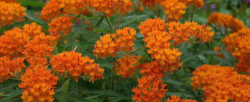 Also know, is asclepias syriaca invasive? Asclepias Species Butterfly Milkweed Butterfly Weed Pleurisy Root Asclepias Tuberosa