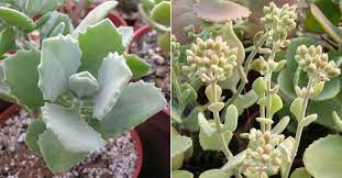 Kalanchoe Millotii Millot Kalanchoe Is A Small Succulent Perennial Subshrub Up To 12 Inches 30 Cm Tall The Leaves Succulents Yellow Flowers House Plants