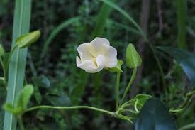 Image result for Monopsis stellarioides