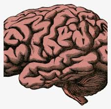 Human Brain Png Free Hd Human Brain Transparent Image Pngkit Human brain brain injury brain damage disease, brain, food, people, cell png. pngkit