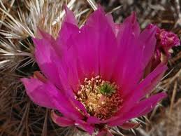 Maybe you would like to learn more about one of these? A Big Cactus With A Pink Flower On It The Flooower Would Be An Offffering From The Movie Ju Picture Of Tahquitz Canyon Palm Springs Tripadvisor
