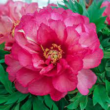 Spring Hill Nurseries 3 In Pot English Hardy Primrose Primula Mixture Multicolor Live Flowering Perennial Plants 3 Pack 86242 The Home Depot In 2020 Itoh Peonies Spring Hill Nursery Flower Pots