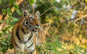 Neuerdings liefert microsoft teams auch eine kleine palette hintergrundbilder. Gefahrliche Wilde Tiere Indian Tiger Desktop Hintergrunde Hd 2880 1800 Bildschirmhintergrund Wallpaperbetter