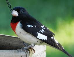 I'm in michigan and have had mallards and wild turkeys eating under my feeder. Rose Breasted Grosbeak Facts Pictures And Migration Owlcation