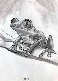 Tree Frog Graphite Pencil By Alex Gonzalez Frog Drawing Frog Art Drawings