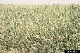 Image result for Sorghum × drummondii