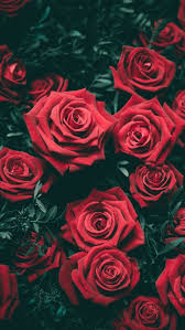 Pin By Aleksandra Ya On Oboi Flower Iphone Wallpaper Rose Wallpaper Red Roses Wallpaper