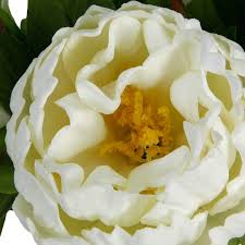 Traditional peony cultivars are favorites in the garden with their huge spring flowers in a wide variety of bright colors like pink, yellow, red and white. Shop For The White Peony Bunch By Ashland At Michaels