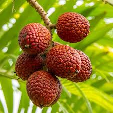 Image result for Moraceae