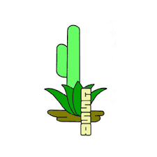 Requests for information on identification and how to grow succulent plants are common queries. Cactus And Succulent Society Of America