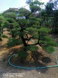 See more of pohon cemara on facebook. 10 Ide Jasa Tukang Taman Di Jawa Taman Jepang Taman Kolam