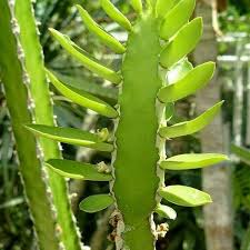 Image result for Euphorbia persistentifolia