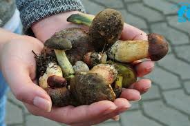 Am auto gibt es viele lichter. Steinpilze Sammeln Und Richtig Zubereiten So Geht S