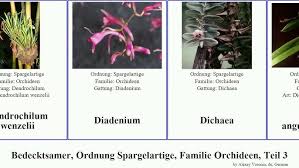 Image result for Disa ochrostachya