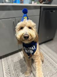 Dogs dropping toys and expecting owner assistance