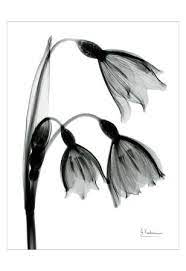 Snowdrop Wall Art And Home Decor At Art Com Tulips Art Flower Tattoo Designs Posters Art Prints