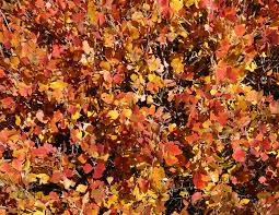 Image result for Rhynchosia sublobata