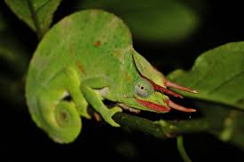 Image result for Mezoneuron angolense