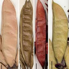 The time now este un instrument de încredere pentru călătorii, apeluri telefonice sau cercetare. Pdf A Unique Record Of Cercis From The Late Early Miocene Of Interior Asia And Its Significance For Paleoenvironment And Paleophytogeography
