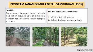 Kita pasti merungut apabila pokok yang ditanam tidak hidup. Bantuan Tanam Semula Getah Risda Keptennews Com