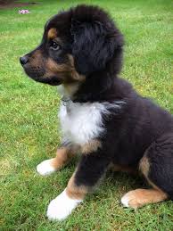 All Black Australian Shepherd Puppy Home Petite Modern Life Australian Shepherd Dogs Cute Dogs And Puppies Australian Shepherd