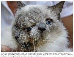 2つの顔を持ったネコ フランク ルイ 15年生きた末に安楽死 ライブドアニュース two faced cat cute animals animals