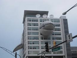 5 simple things you can do to improve U.S. shark and ray management