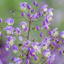 Image result for Rourea orientalis