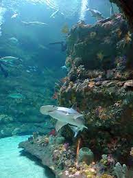 Fort Fisher Aquarium Hammerhead Shark Kure Beach Nc North Carolina Beaches Wrightsville Beach Carolina Beach