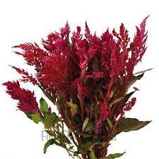Raspberry Burgundy Feather Celosia Fiftyflowers Com Flowers Beautiful Flowers Photography Beautiful Flowers