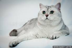 Bri Ns 11 Black Silver Shaded Color Of British Cats Rolling Stone Von Isle Of Glass In 2020 British Shorthair Cats Cats British Shorthair