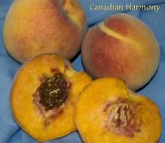 We did not find results for: Canadian Harmony Peach Dave Wilson Nursery Peach Growing Blueberries Planting Fruit Trees