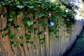 A fence covered in beautiful blue blossoms reaching towards the the fence is blanketed by the vines and wild grapevines (that alas, don't produce any fruits), and i only just discovered the morning glories. Fisheye Morning Glories And Fence Photograph By Sally Rockefeller