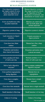 difference between cow and human digestive system