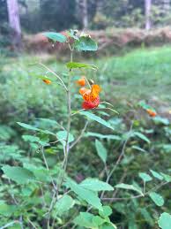 Image result for Impatiens zombensis