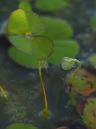 Image result for Marsilea macrocarpa