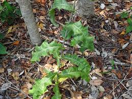 Image result for Launaea intybacea