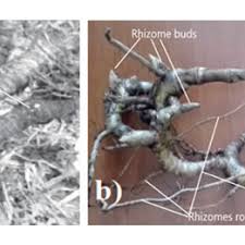 Image result for Oreobambos buchwaldii